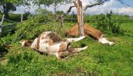 Tužan prizor kod Prijepolja: Grom ubio dve krave u domu Tomaševića