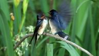 Na imanju Crnojevića izbrojano 101 gnezdo lasta: Domaćica Mira spasila je na stotine ovih ptičica