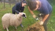 Prelepa glumica uzela mašinicu u ruke i šiša ovce: Marija je na selu pronašla svoj mir i sreću