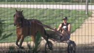 Jokić stigao u Srbiju, odmara u Somboru i tera konje na hipodromu