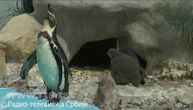 Prava retkost u Beo-zoo vrtu: Izlegao se pingvin, beba još pod budnim okom mama Zone i tate Maneta