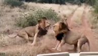 Do harema kroz špalir očnjaka i kandži: Evo šta jedan lav mora da uradi kako bi pridobio srca lavica