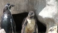 Prva beba pingvina, ikada rođena u Srbiji, konačno izvirila iz pećine: Nova atrakcija Beo zoo vrta!
