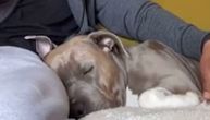 Uspavani pas budi se samo kada vlasnik kaže "magičnu reč": Reaguje samo na ove 3 stvari