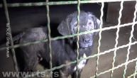 Stravičan snimak zlostavljanih pasa u azilu za obuku kod Kragujevca: Izgladneli, krvavi, bez dlaka