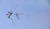 "Čistoća" danas i sutra nastavlja akcije suzbijanja komaraca