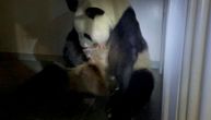 Veliko slavlje u najstarijem zoološkom vrtu u Japanu: Panda rodila blizance