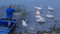 Šapčani svakodnevno gledaju isti divni prizor na Savi: Profesor okuplja labudove i hrani ih