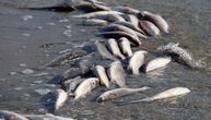 Jeziv prizor na Jovačkom jezeru: Pomor riba zgrozio Vranjance