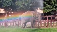 Twiggy the elephant was rejected by many zoos as "aggressive" but found her peace in Belgrade