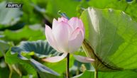 Evo kako izgleda raj: Iza božanstvenog jezera lotosa krije se drevna legenda