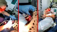 Svaka im čast: Veterinari prešli 1600 km da bi leopardu operisali zub koji ga je boleo
