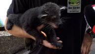 New arrivals: Three binturong babies mark the 85th birthday of the Belgrade Zoo