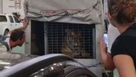 Preduzetnik koji na Hvaru koji ima privatni zoološki tvrdi da tigar s trajekta nije njegov