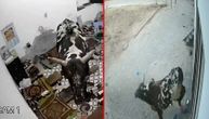 Posle titanske borbe bikova poraženi uleteo u stan i povredio 4 osobe: Težak rusvaj Zeke i Šaronje
