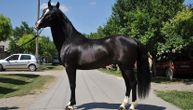 Ovo ne viđamo često, Jovo gaji jedinstvenog crnog lipicanera: Jedan konj vredi od 500 evra do milion