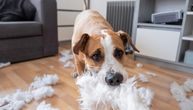 "Niko nije hteo da mi izda stan jer imam psa": Ni depozit ni veće cene ne mogu da ubede vlasnike