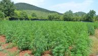 Otkriven do sada najveći zasad marihune u Crnoj Gori: 7 plantaža, u porodičnoj kući 3.700 stabljika