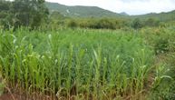 Za dva meseca otkriveno devet plantaža marihuane u Crnoj Gori