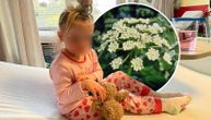 Devojčica brala cveće, završila u hitnoj: Ima opekotine zbog biljke koja je registrovana i u Srbiji