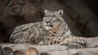 Reni, Everest i Makalu uginuli u zoo vrtu: Tri snežna leoparda nisu se izborila sa koronom