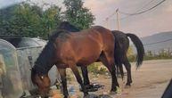 Divlji konji lutaju ulicama Sarajeva: Preturaju kontejnere tražeći hranu