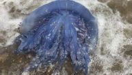 "Avetinja iz kosmosa": Žena slikala meduzu i pitala šta je, odgovori će vas nasmejati do suza