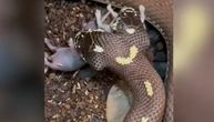 Zapanjujuć snimak dvoglave zmije koja jede miševe: Ben i Džeri imaju jedno telo i različitu "narav"