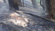 Pančićeva omorika u velikoj opasnosti, pred izumiranjem: Stabla endemske vrste izgorela u požaru