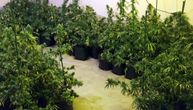 U kući Zrenjaninca otkrivena laboratorija za proizvodnju marihuane: Zatečene zrele sadnice i oprema