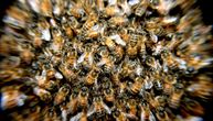 U Međimurju se lopatama sakupljaju milioni uginulih pčela: Ovo bi mogao da bude uzrok