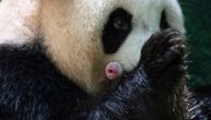 Prinova u francuskom zoo vrtu: Blizanci pande Huan Huan su živahni, ružičasti i punački