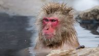Ženka ratobornih makaki majmuna potisnula mužjaka sa čela čopora: Sad joj daje da prva uzme kikiriki