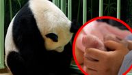 Snimak porođaja pande: Svet je postao bogatiji za blizance ove ugrožene vrste