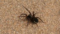 Otrovni pauk ujeo mladića na plaži na Ibici: Ruka sutra počela da mu modri, ostaće bez dva prsta?