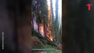 Dramatičan snimak požara koji guta najveću šumu Pančićevih omorika