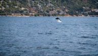 Kraj ostrva Gospe od Škrpjela primećeni razigrani morski sisari: Jato delfina oduševilo Zaliv?