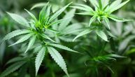 Uhapšen muškarac u Staroj Pazovi zbog marihuane: U vikendici nađeno 1,7 kg droge, vagice i oprema