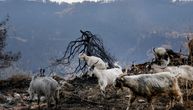 Više od 100.000 hektara zemlje izgorelo je u stravičnim požarima koji su uništili Grčku