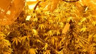 Otkrivena laboratorija za uzgoj marihuane u Pančevu: Policija pronašla sadnice indijske konoplje