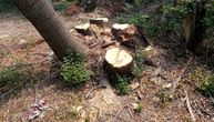 Uhapšena šumarska dvojka zbog zloupotrebe položaja: Bukova drva prikazali kao uredno žigosana