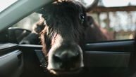 Krave su veći zagađivači od automobila?