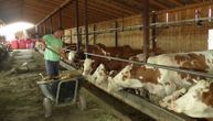 Krdo od 120 krava, a koncentrat sve skuplji: Milan dnevno proda i do 1.500 litara mleka
