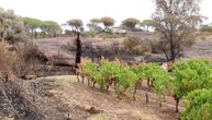 Požar razorio vinograd: Sve spaljeno, materijalna šteta ogromna
