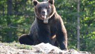Posle Miloša i Bore, markiran još jedan medved na Jadovniku: Zove se Žarko i ima 130 kilograma