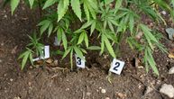 Uzgajivač konoplje iz Niša uhvaćen u njivi u Bosilegradu: Pronađeno 100 biljaka, težine 307 kg