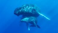 Kada vole ogromni sisari, okean postaje more ljubavi: Majka i mladunče kita snimljeni kako se maze