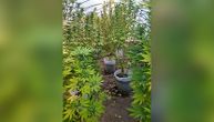 Šok u Jagodini: Otkrivena laboratorija za uzgoj kanabisa, zaplenjene stabljike i marihuana