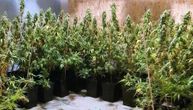 Otkrivena laboratorija za uzgoj marihuane u Staroj Pazovi: Zaplenjeno 20 kg droge, uhapšen muškarac
