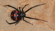 Crna udovica, najotrovniji pauk, ujela muškarca u Trebinju: Ima li ga u Srbiji i kako ga prepoznati?